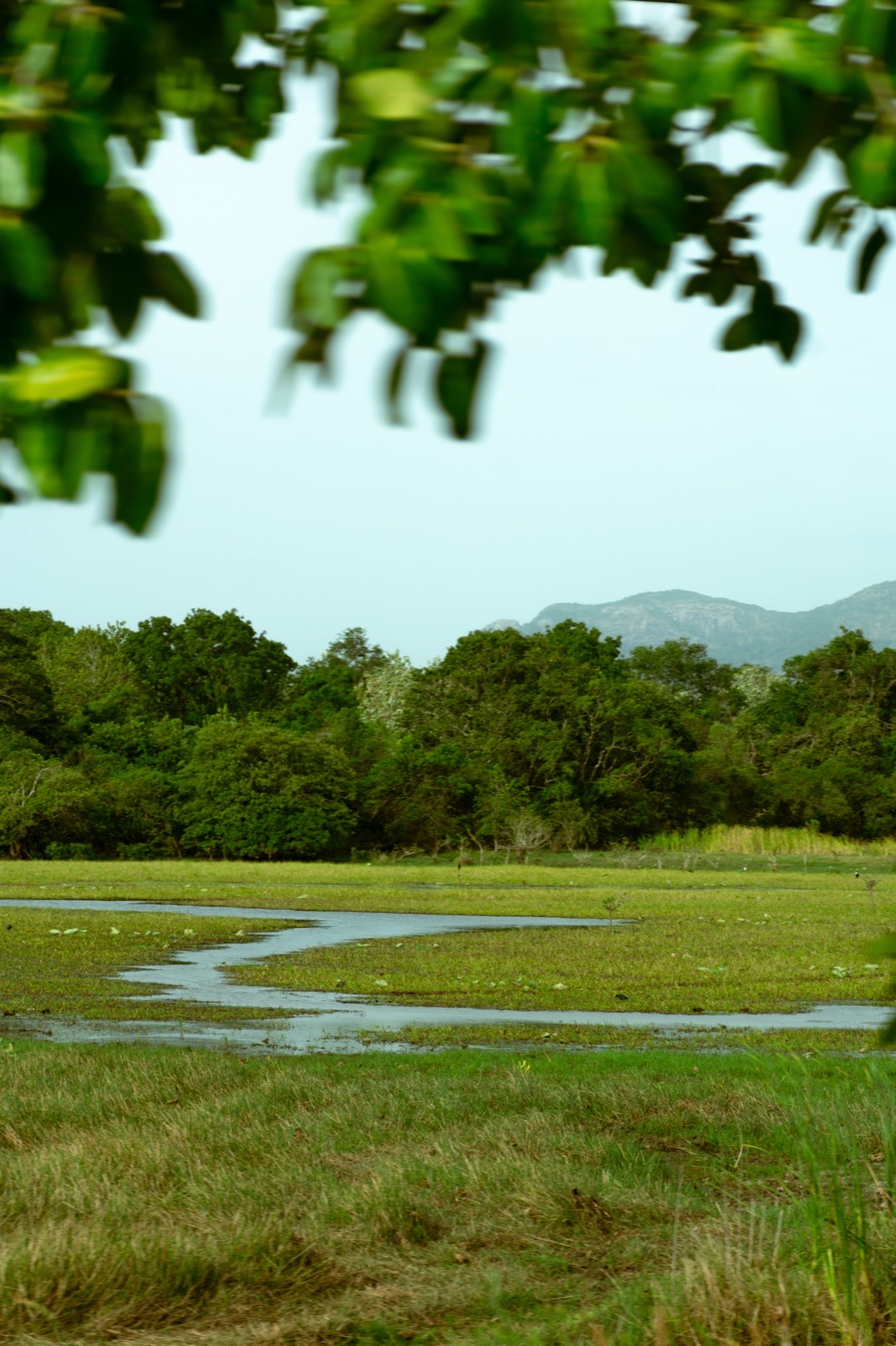 Tropical forest foliage