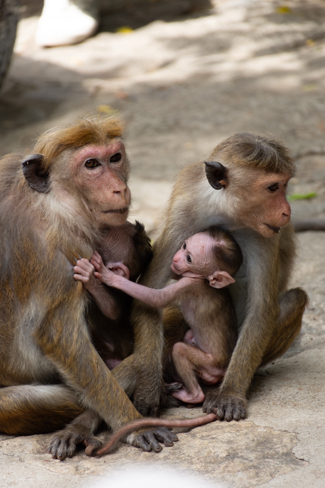 A family of macaques on a rock