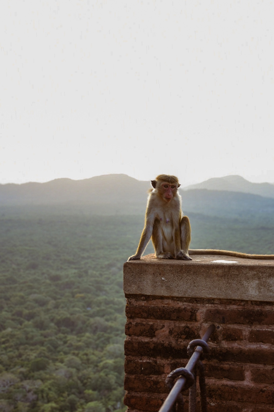 A monkey at a viewpoint in the Cultural Triangle